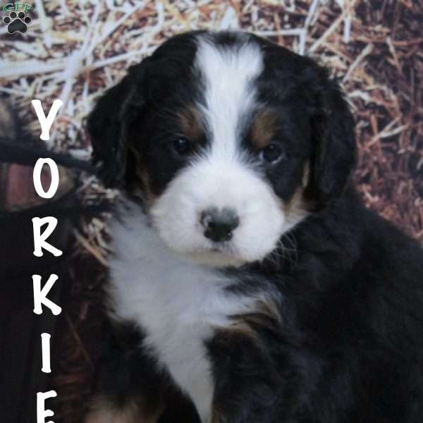 Yorkie, Bernedoodle Puppy